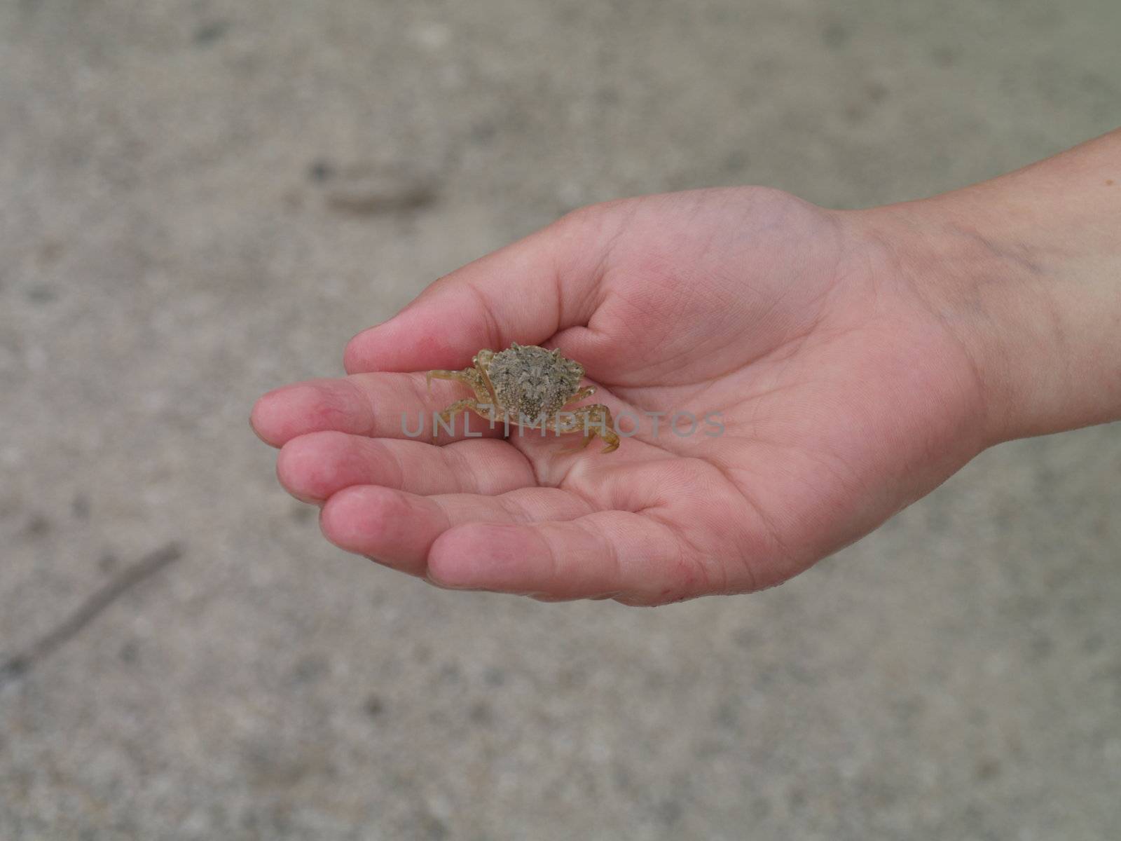 holding crab by viviolsen
