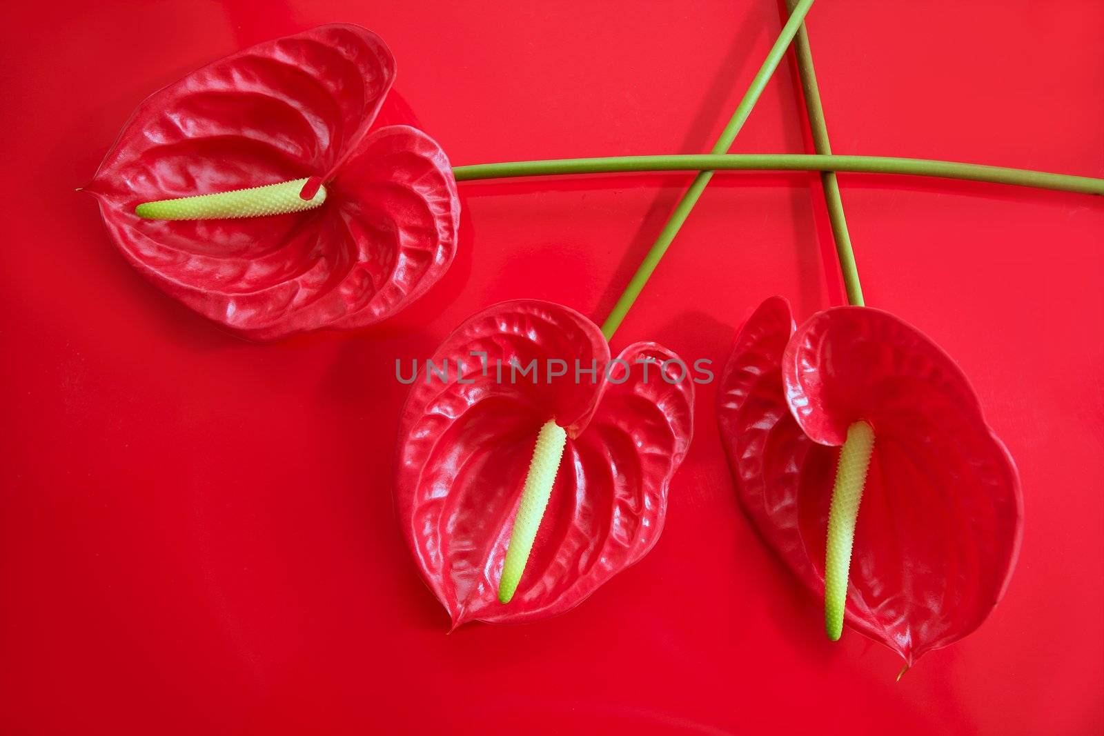 Anthurium exotic beautiful red and yellow flower still macro