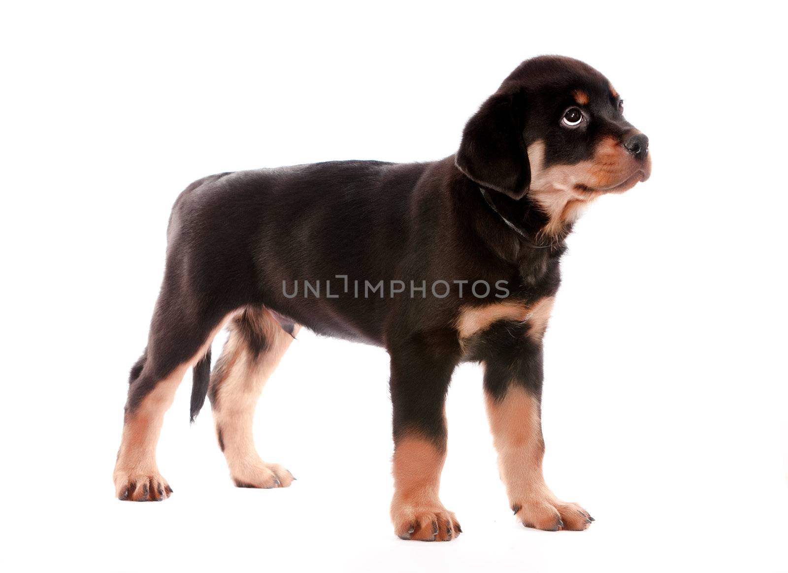 Rottweiler puppy on a white background.