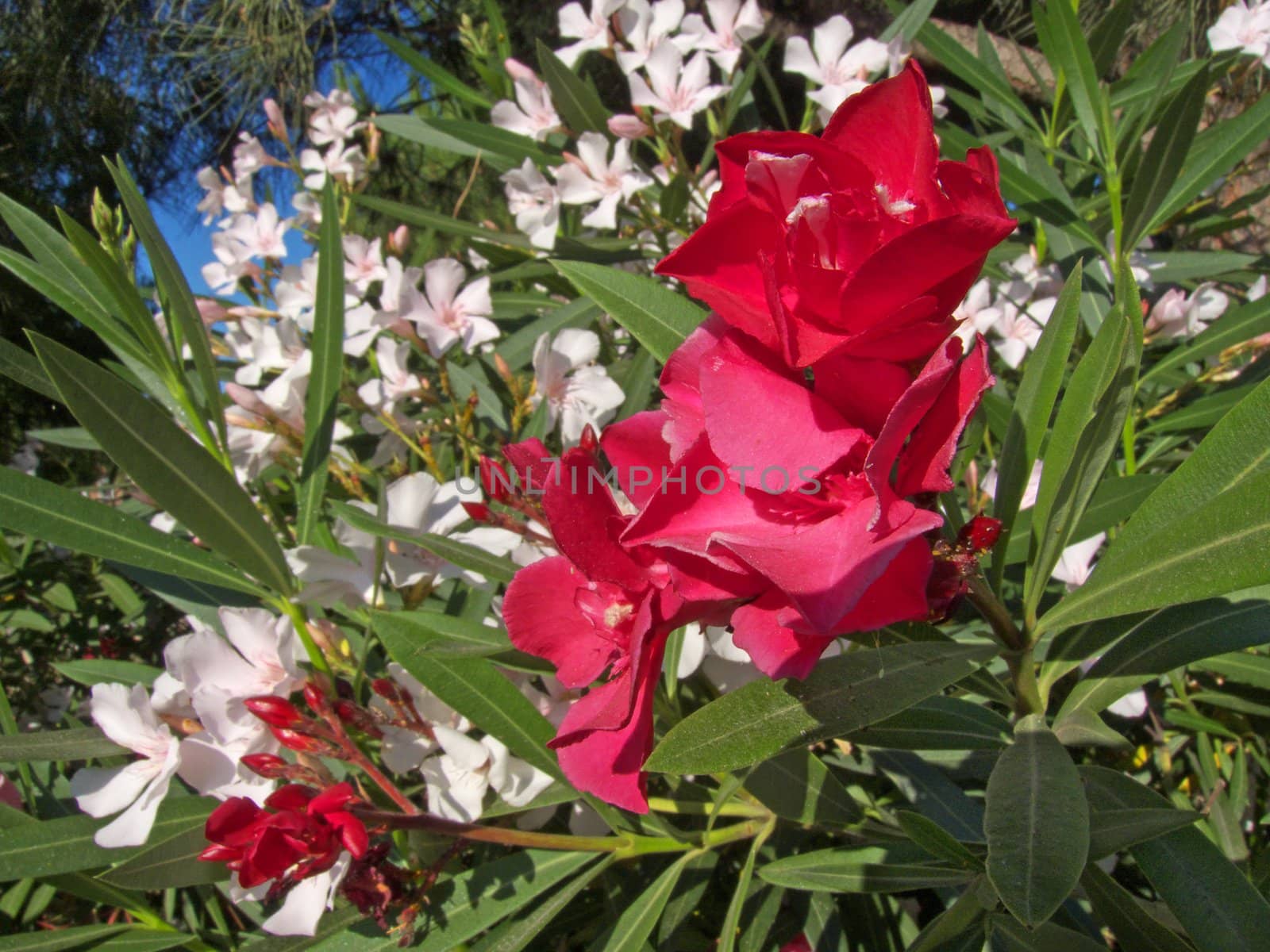 image showing some red and white oleander flowers