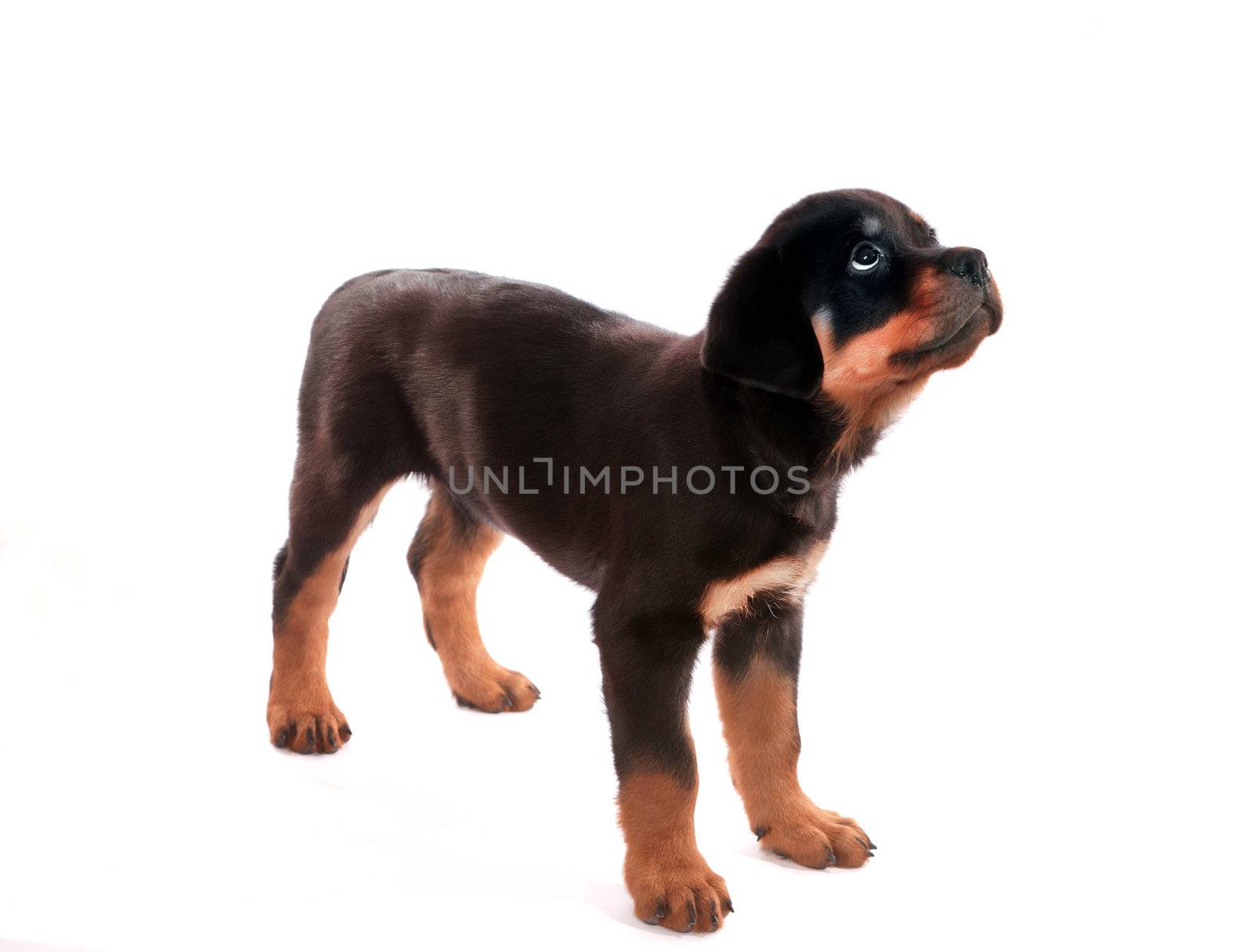 Rottweiler puppy on a white background.