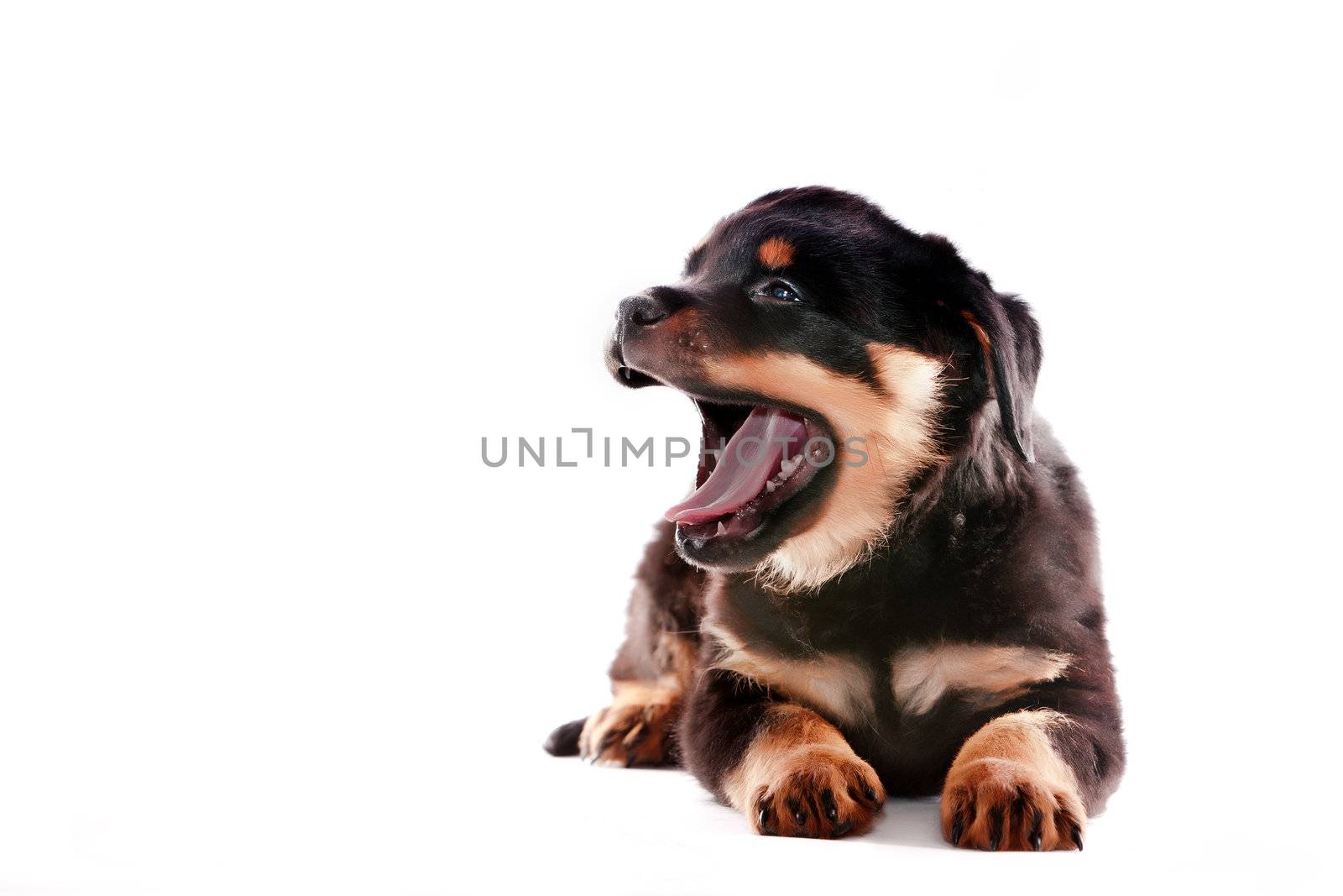 Rottweiler puppy on a white background.