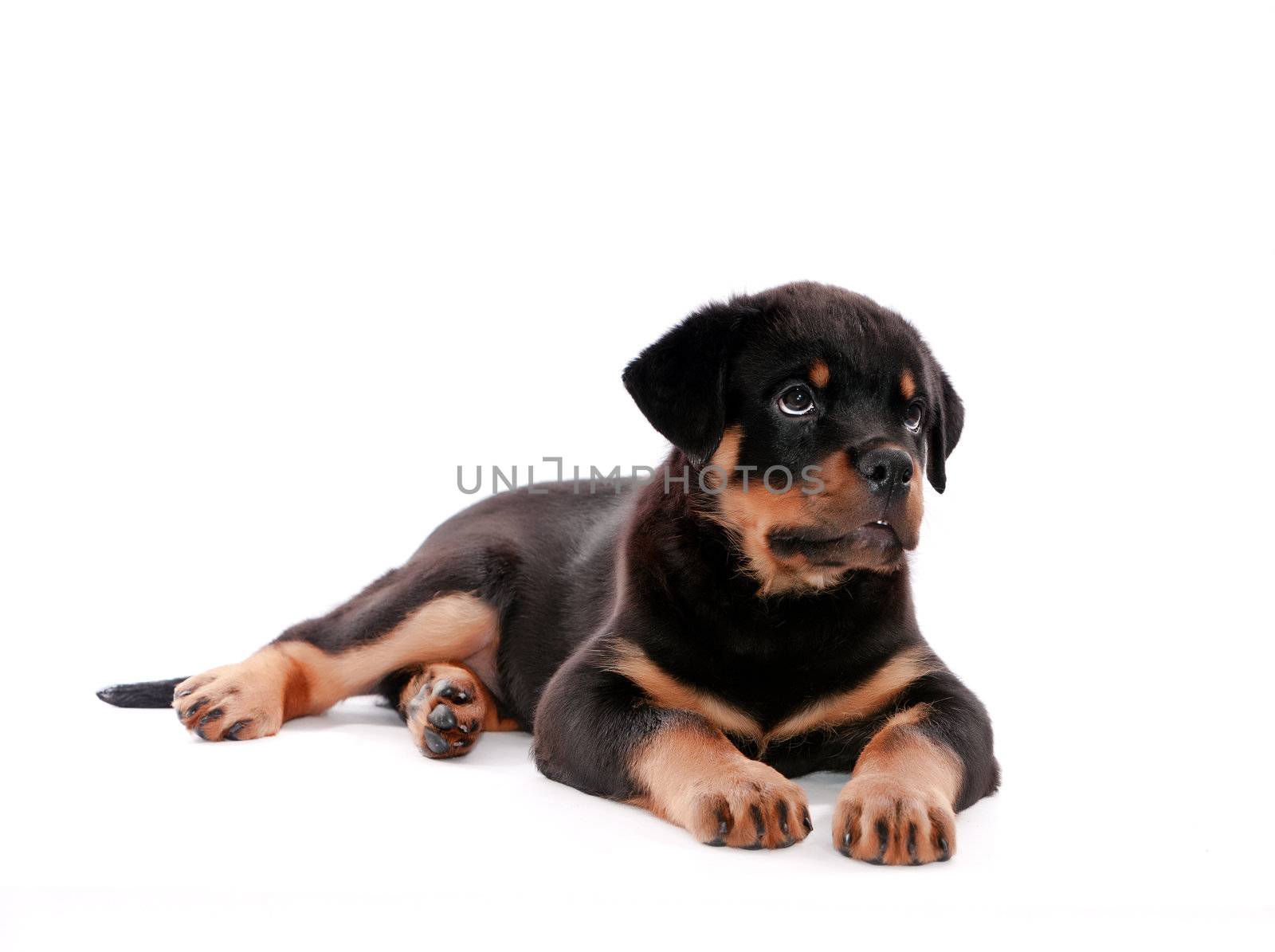 Rottweiler puppy on a white background.