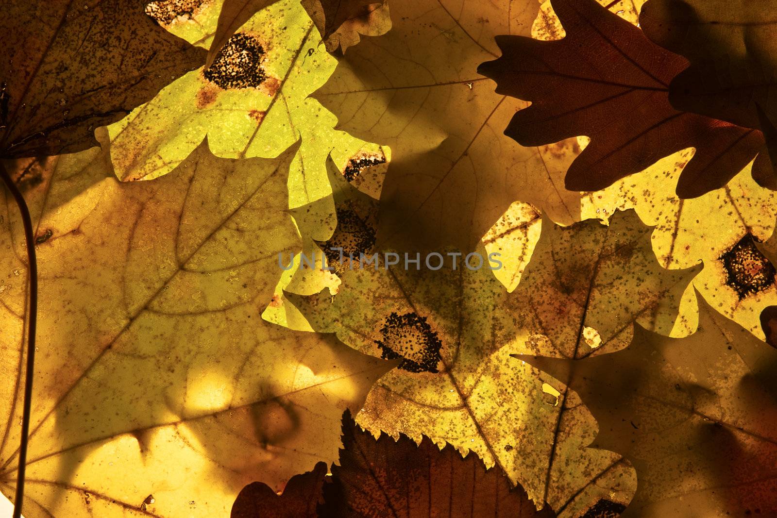 Autumn background from the fallen down leaves.