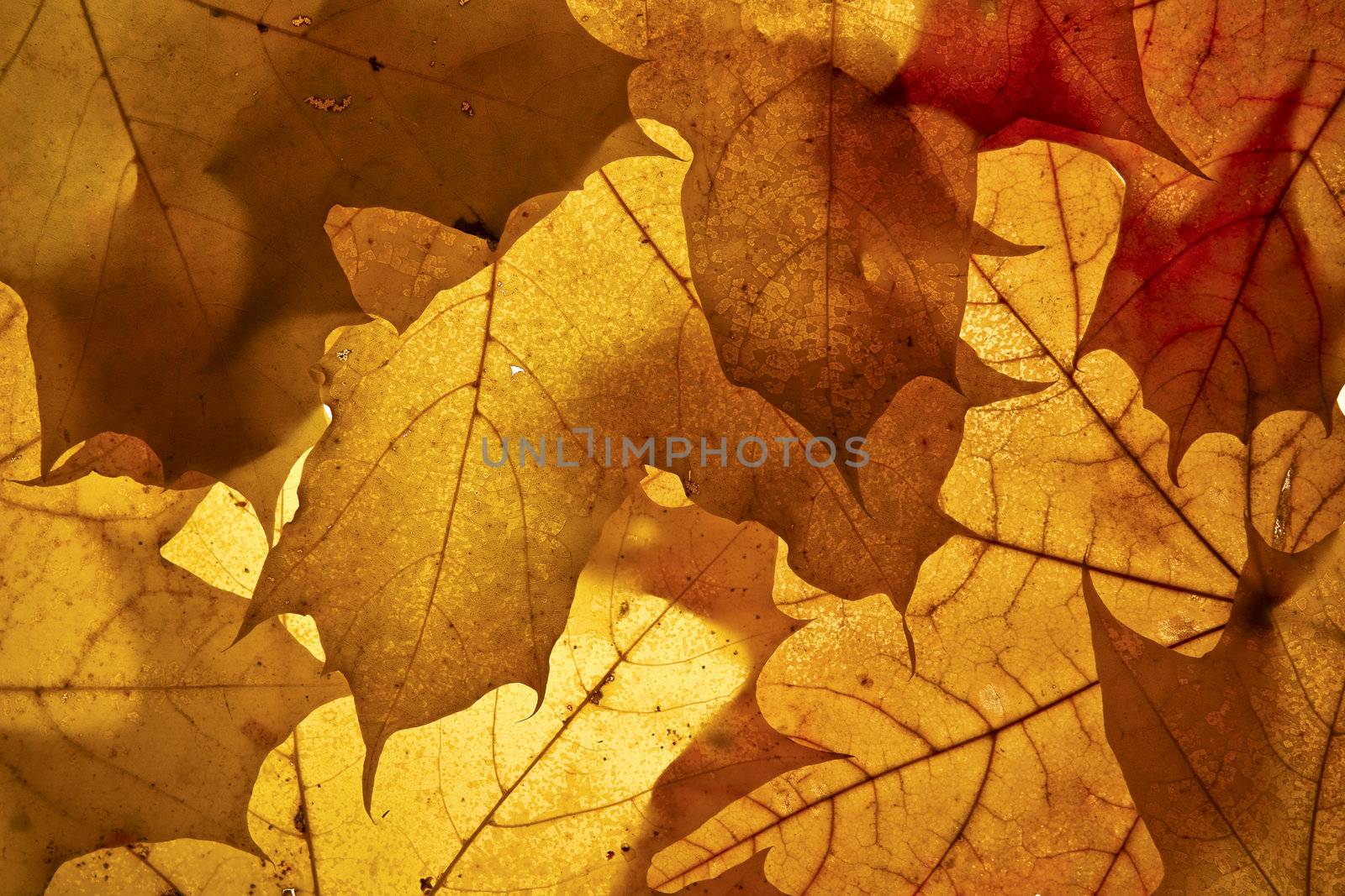 Autumn background. by vladimir_sklyarov