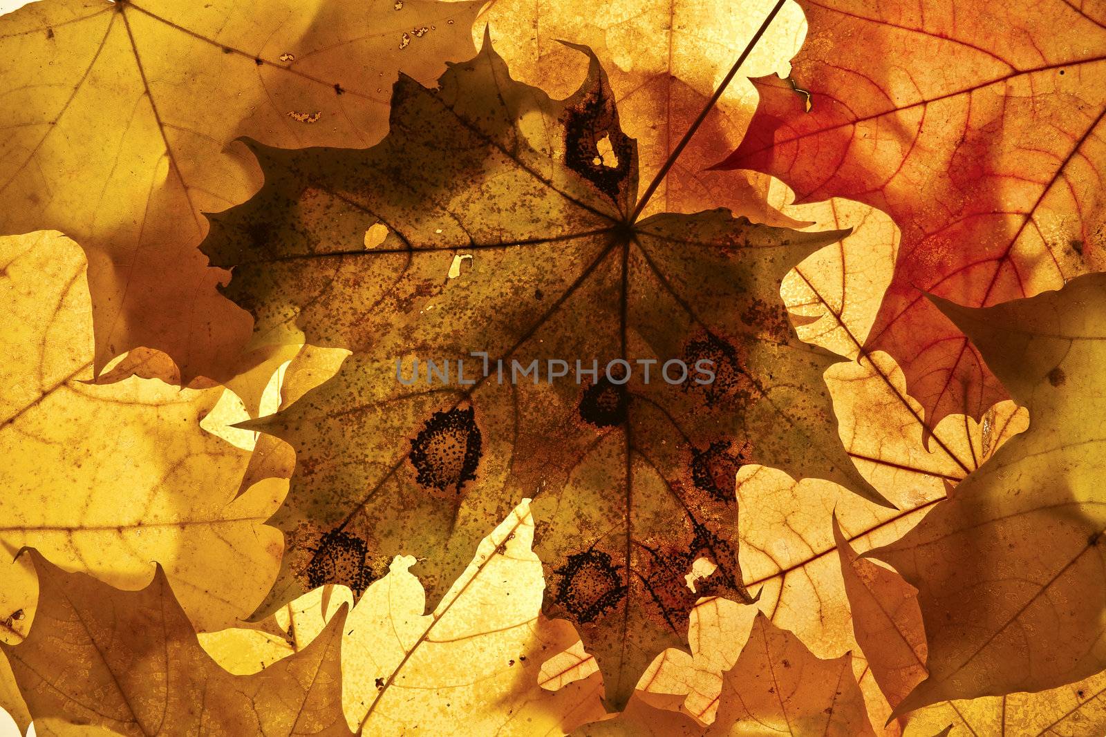 Autumn background from the fallen down leaves.