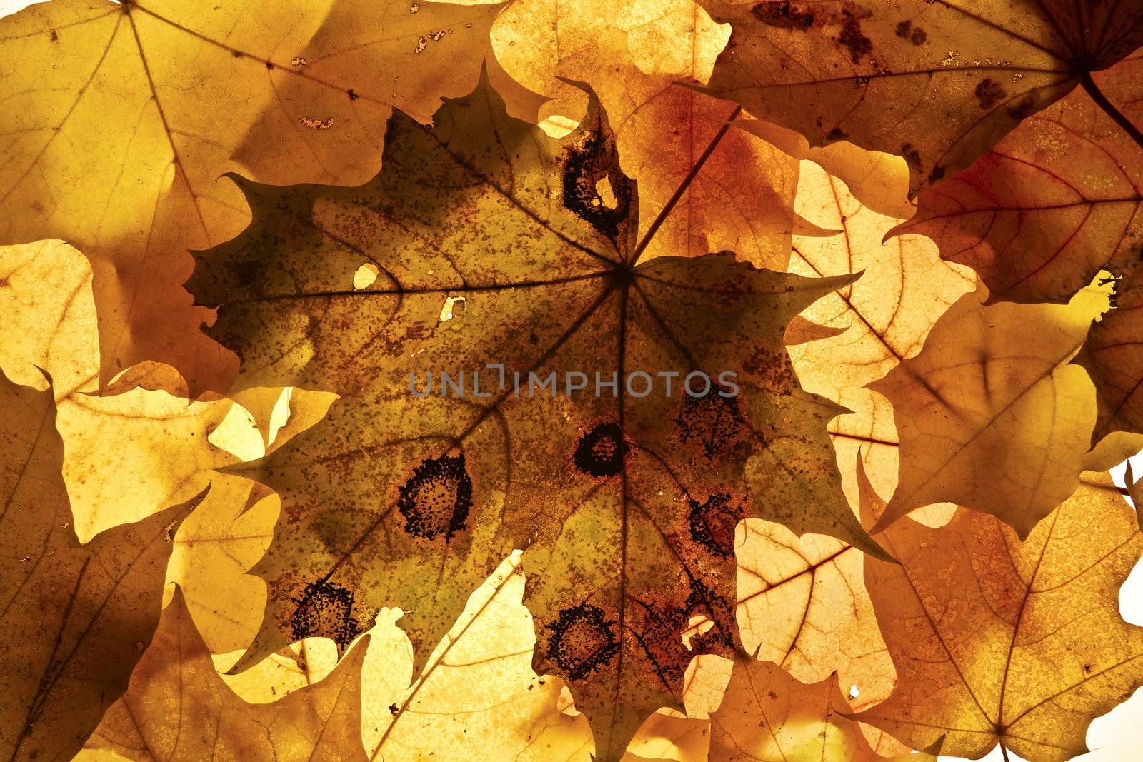 Autumn background from the fallen down leaves.