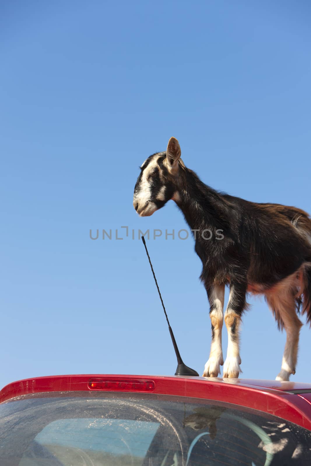 mountain goat on the roof of car by vladimir_sklyarov