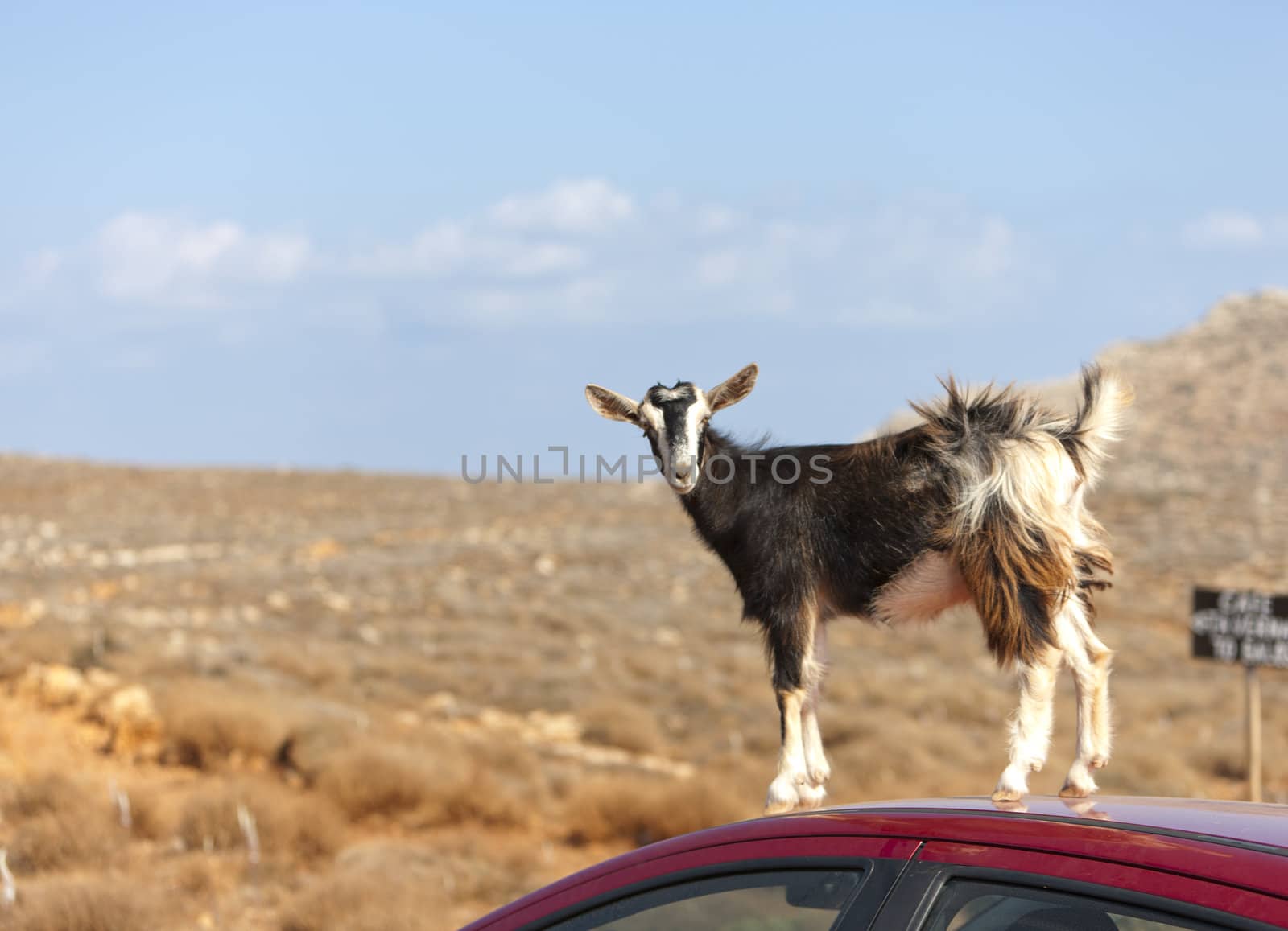 mountain goat on the roof of car by vladimir_sklyarov