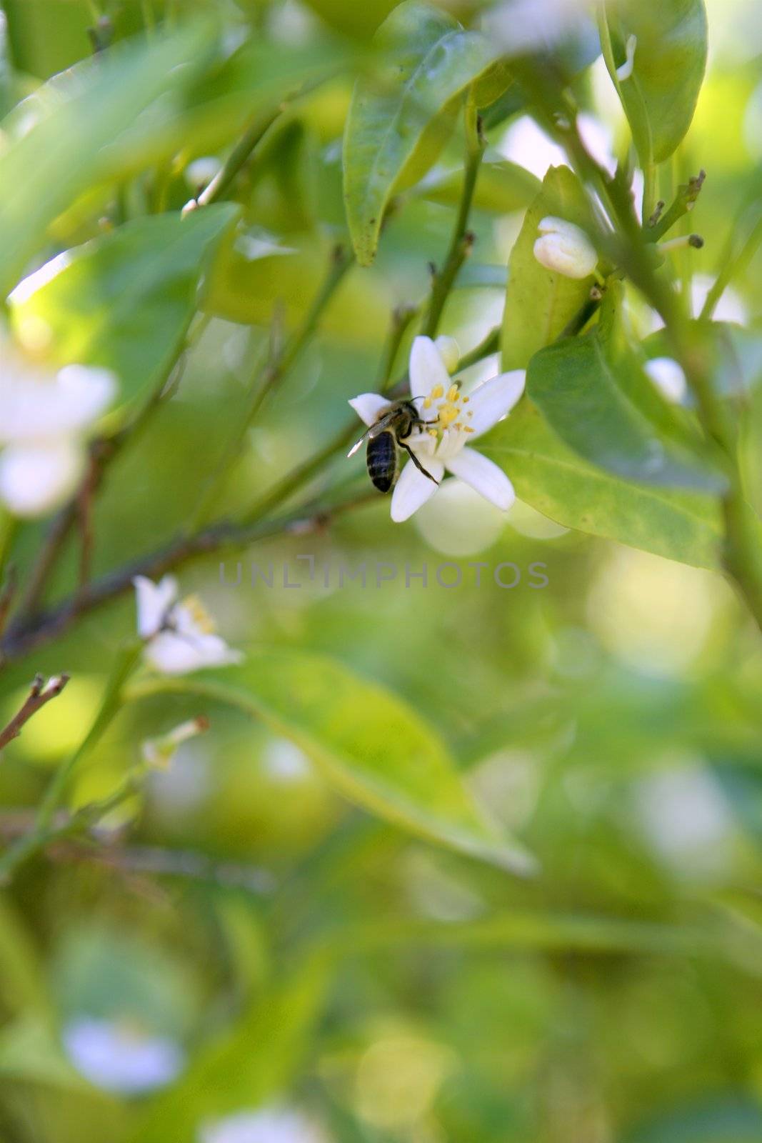 Orange tree flowers during spring pollinated by bee