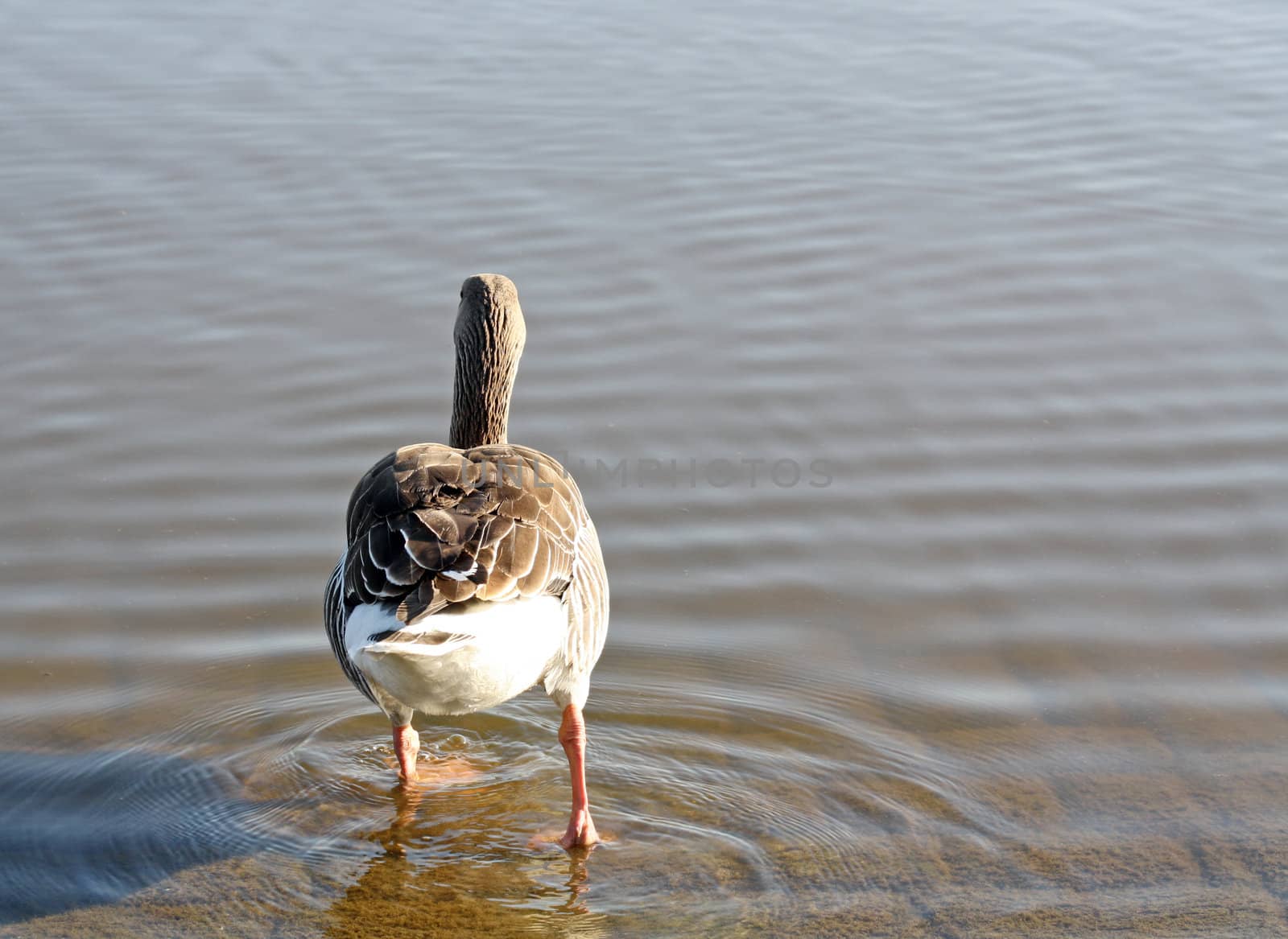 duck walking into lake