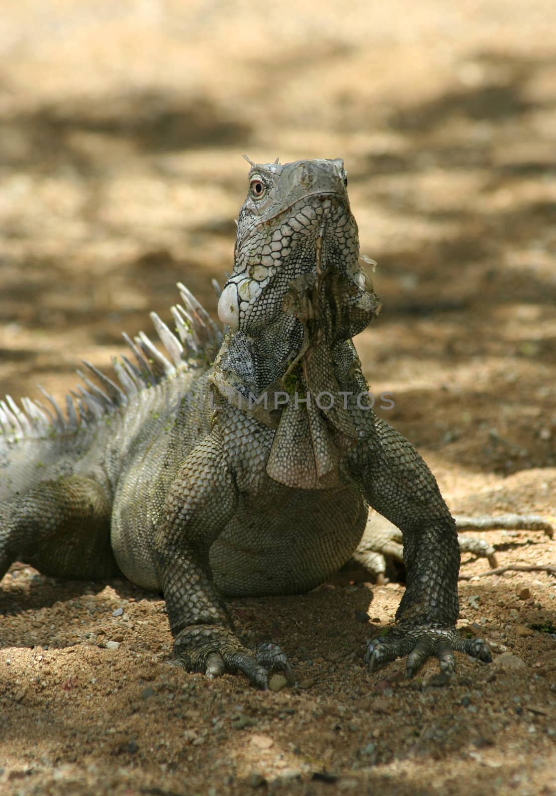 Iguana in Nature Bonaire island Caribean sea