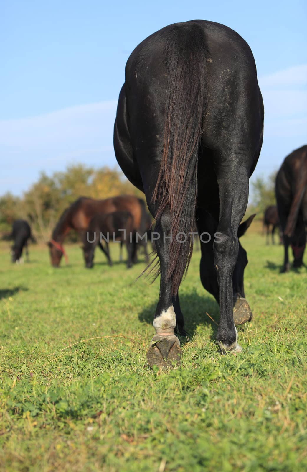 Rear view of a black horse in a herd.