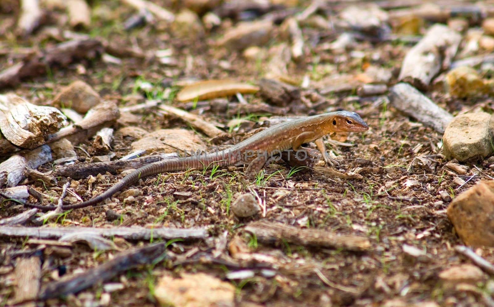 Iguana in Nature Bonaire island Caribean sea