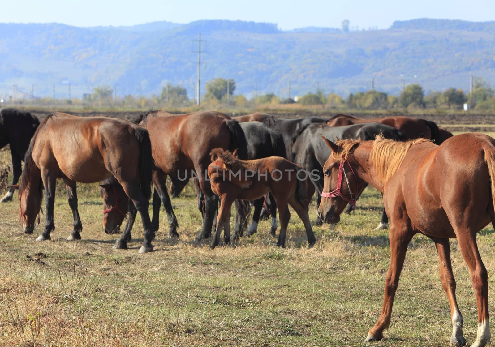 Herd of horses by RazvanPhotography