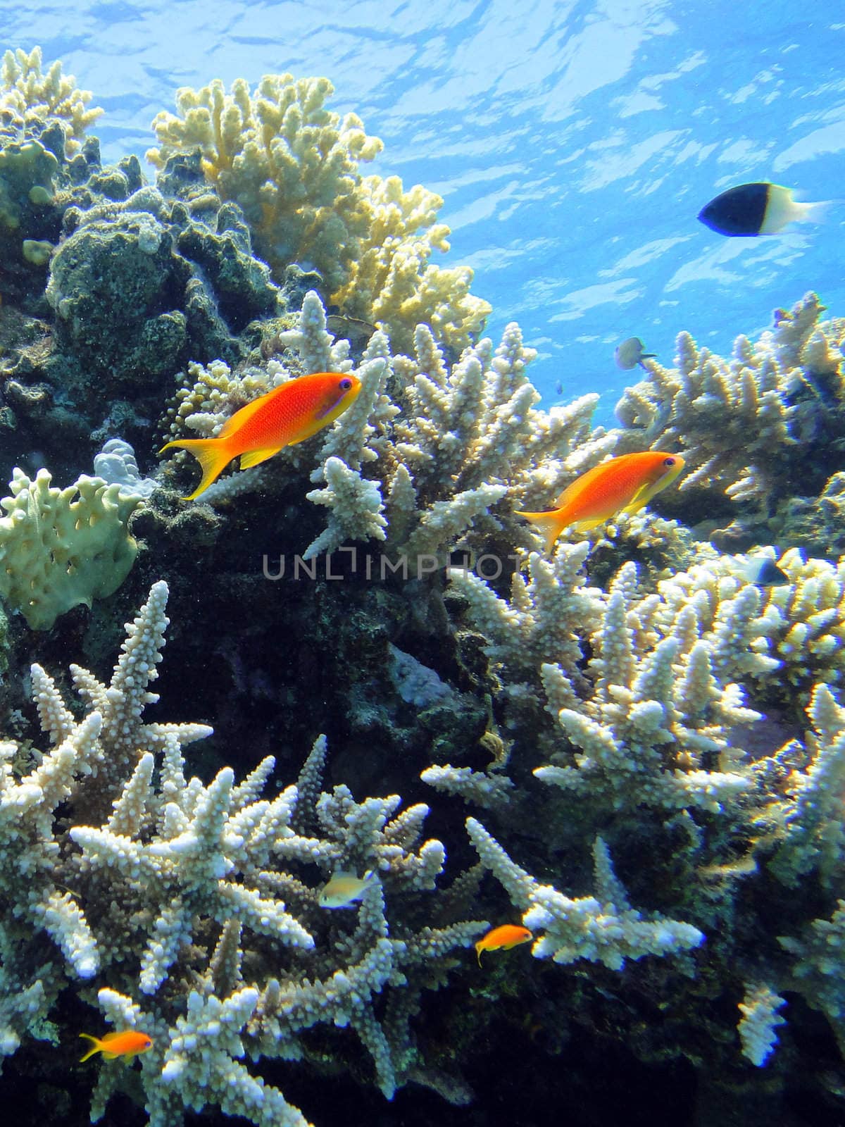 Underwater scene in Red sea 5 by georg777