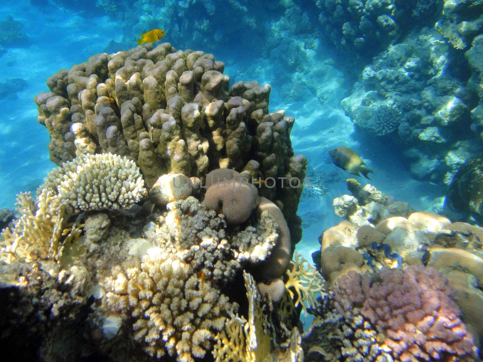Underwater scene, rest on the Red sea, Egypt, Sharm El Sheikh