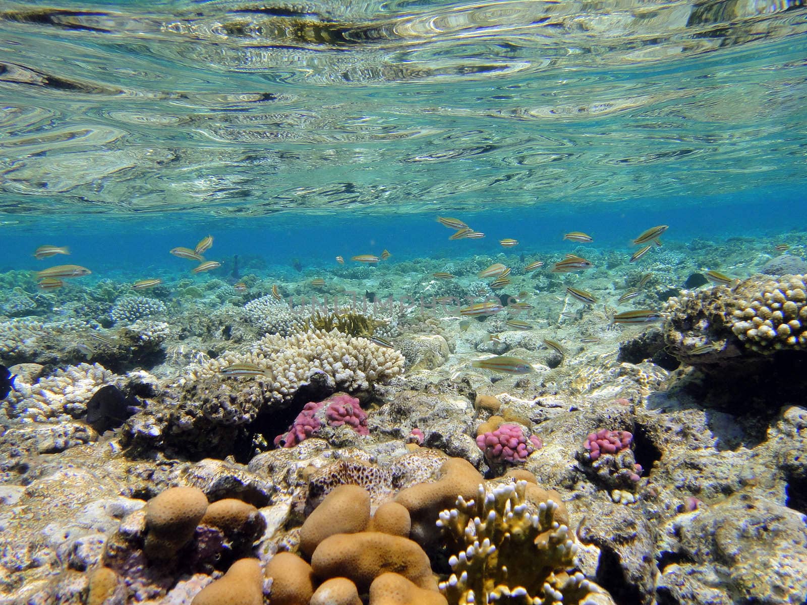 Underwater scene in Red sea 3 by georg777