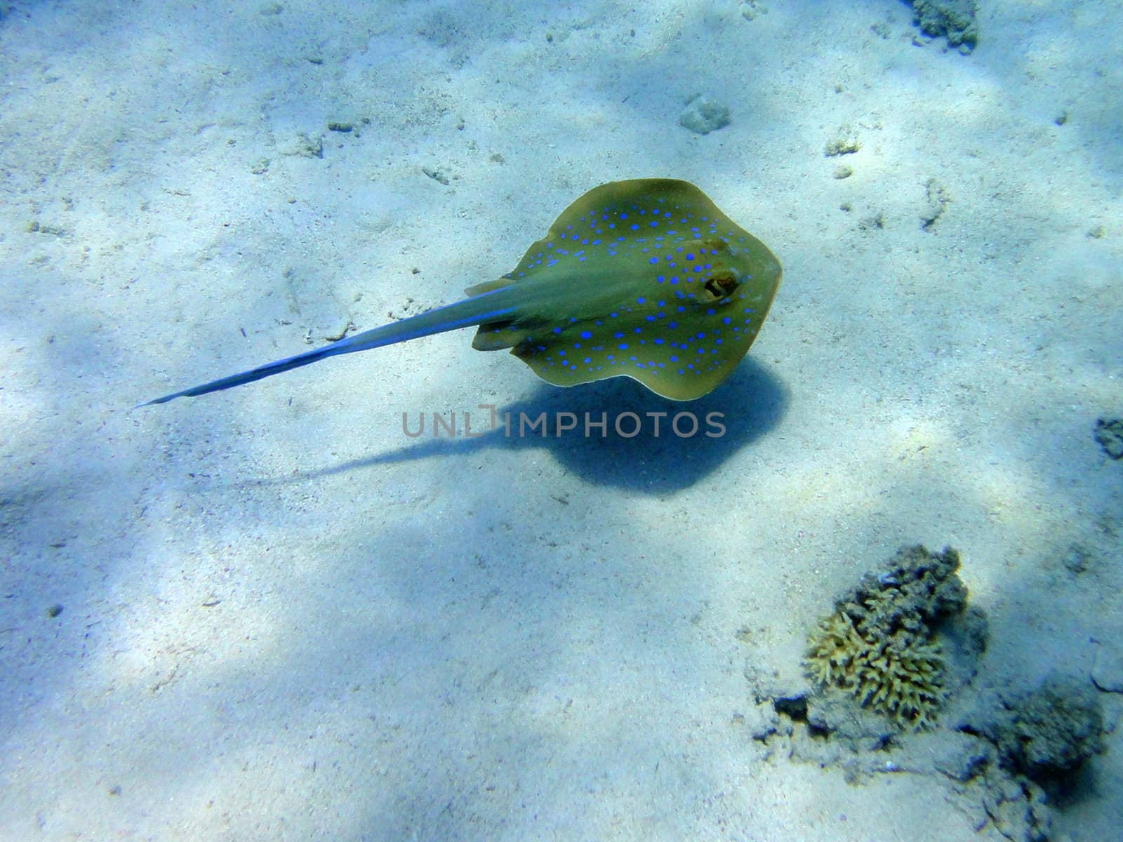 Scate in Red sea by georg777