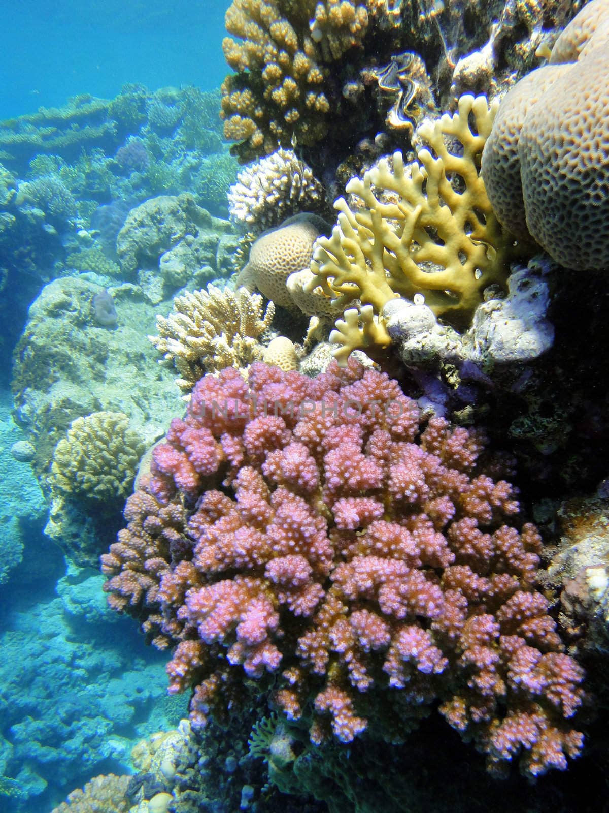 Underwater scene, rest on the Red sea, Egypt, Sharm El Sheikh