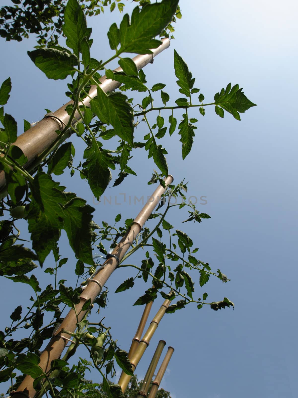 Tomato plants over a blue sky background