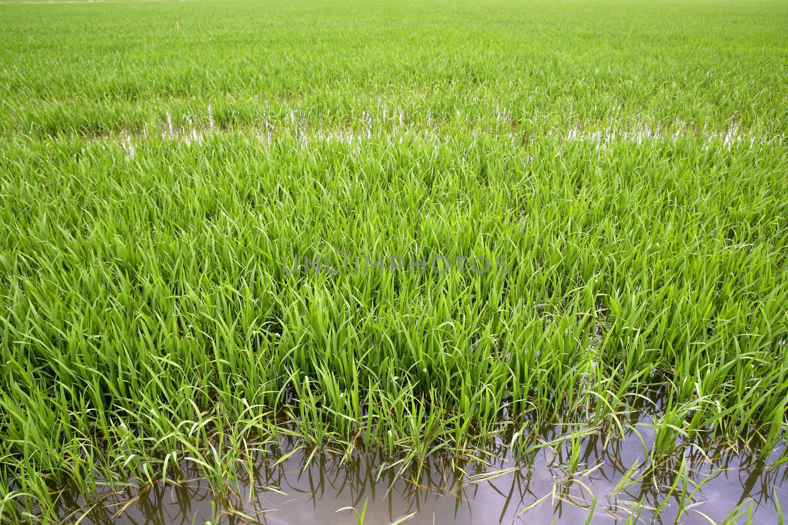 Green rice plants in irrigation water spring fields
