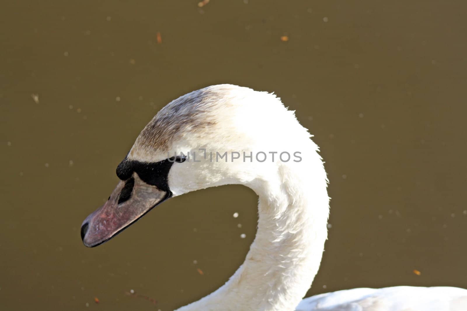 close up of a swan by lizapixels