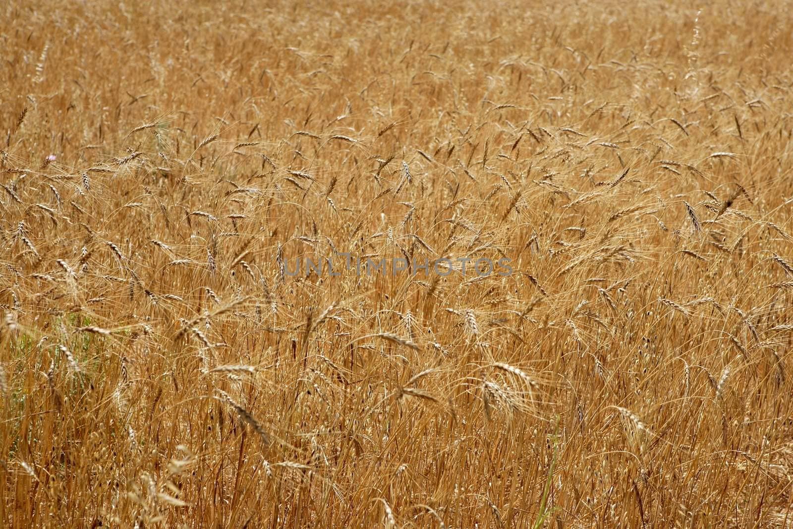 Golden yellow wheat cereal crop field texture by lunamarina