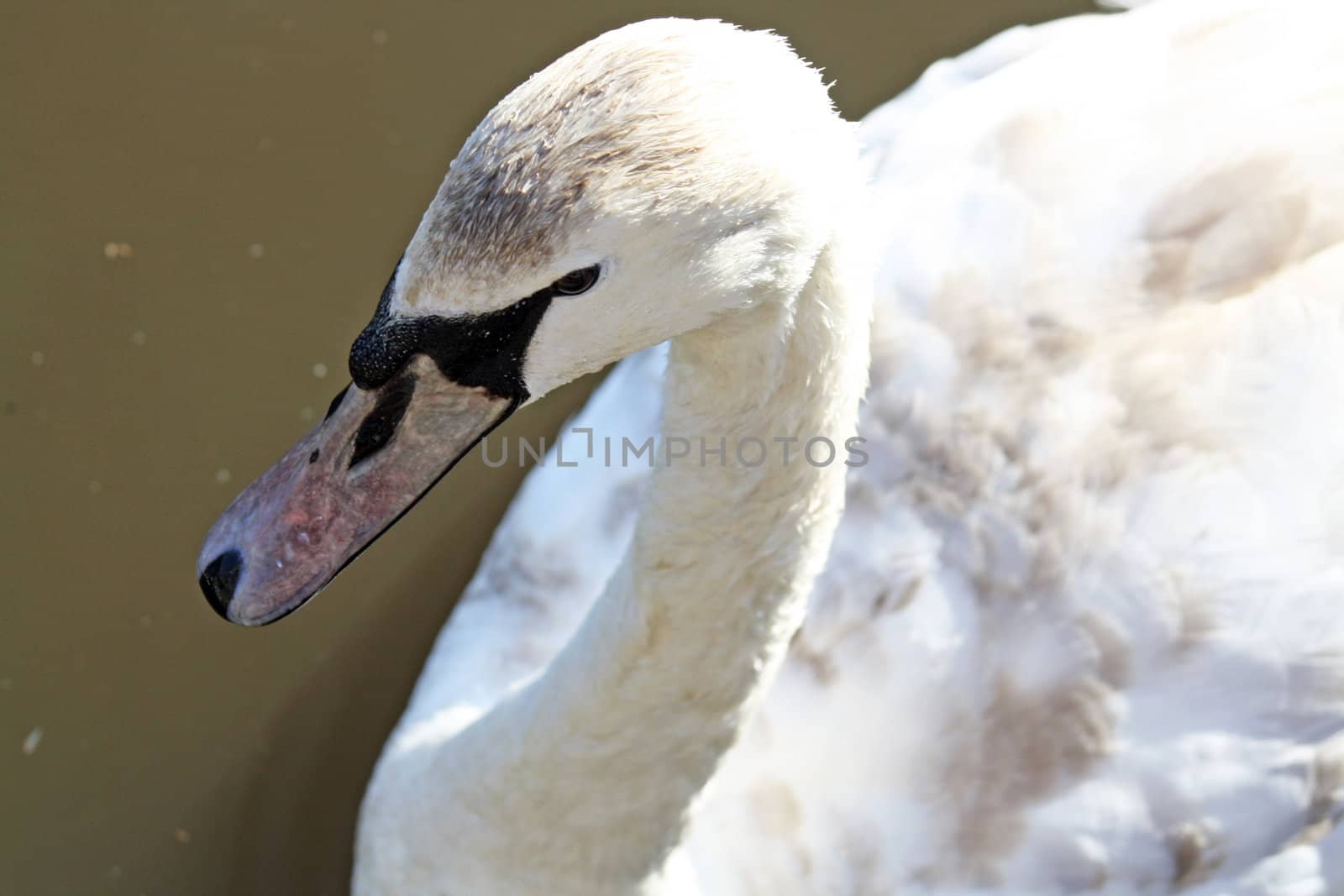 a close up swan