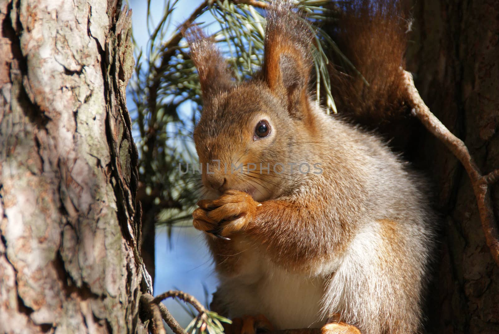 squirrel  gnaws a nut 