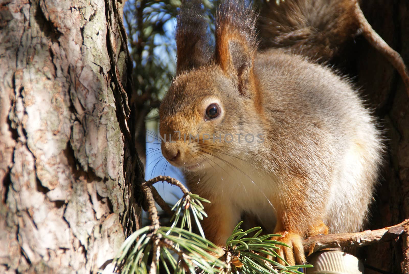 squirrel  by andrei_kolyvanov