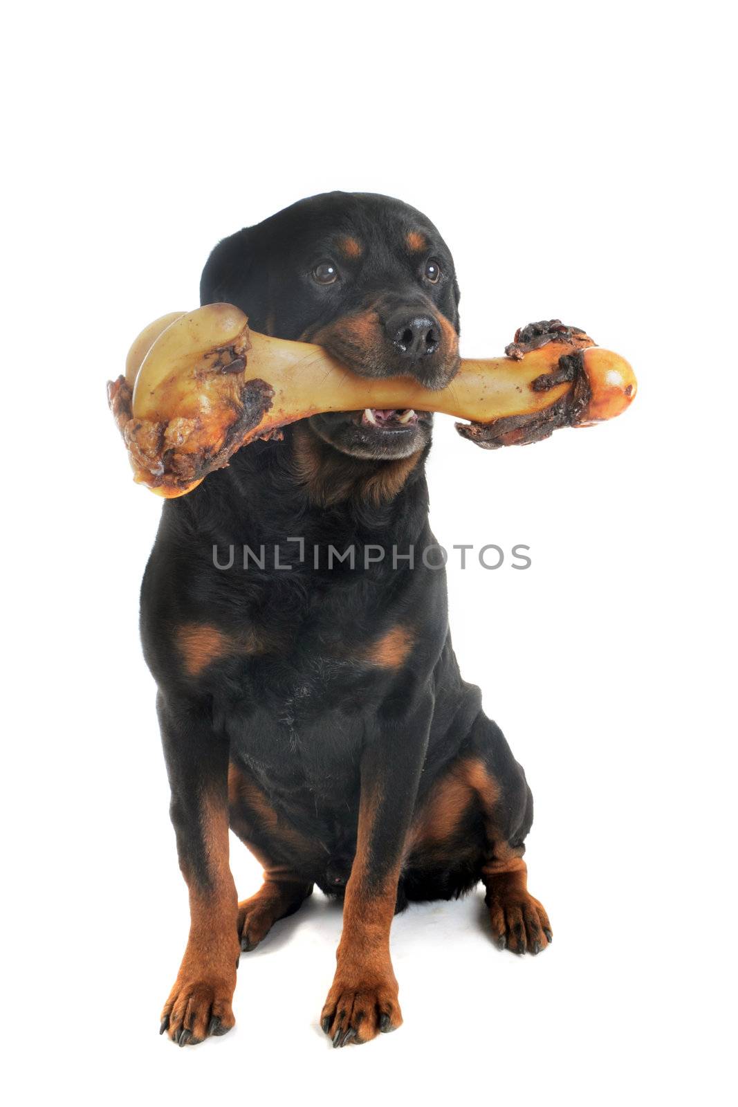 portrait of a purebred rottweiler with bone in front of white background