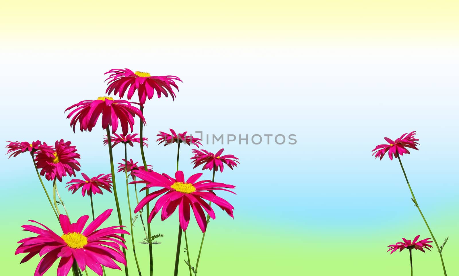Sping or summer background: Very bright hot pink daisies on soft pastel green, blue and yellow.