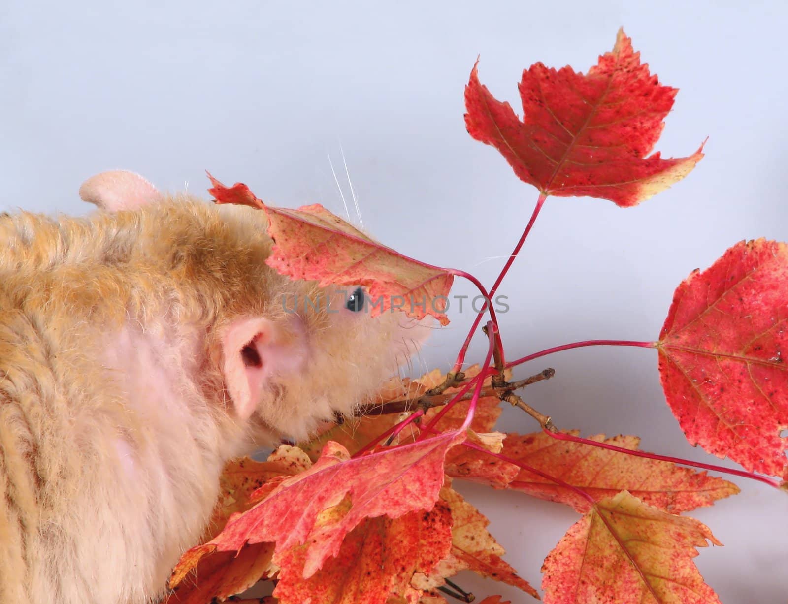 The rat sleeps under a branch with autumn leaves