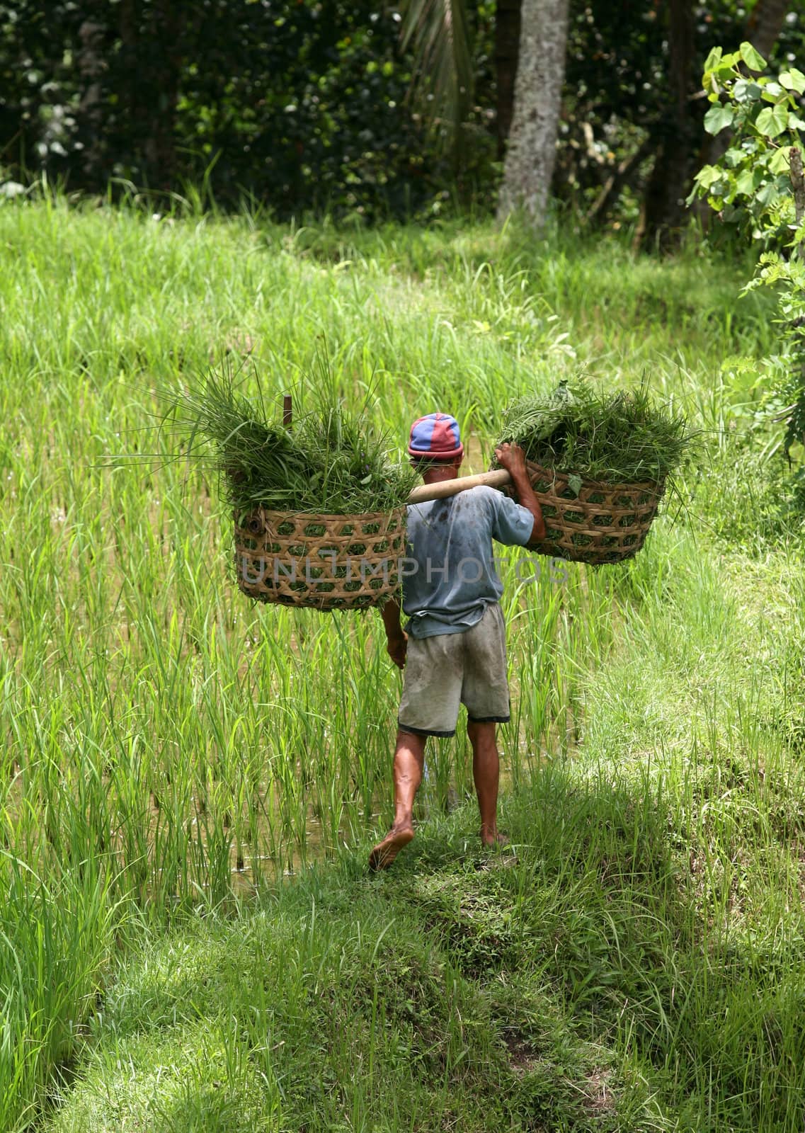 The man with the baskets filled with a grass. Bali. Indonesia