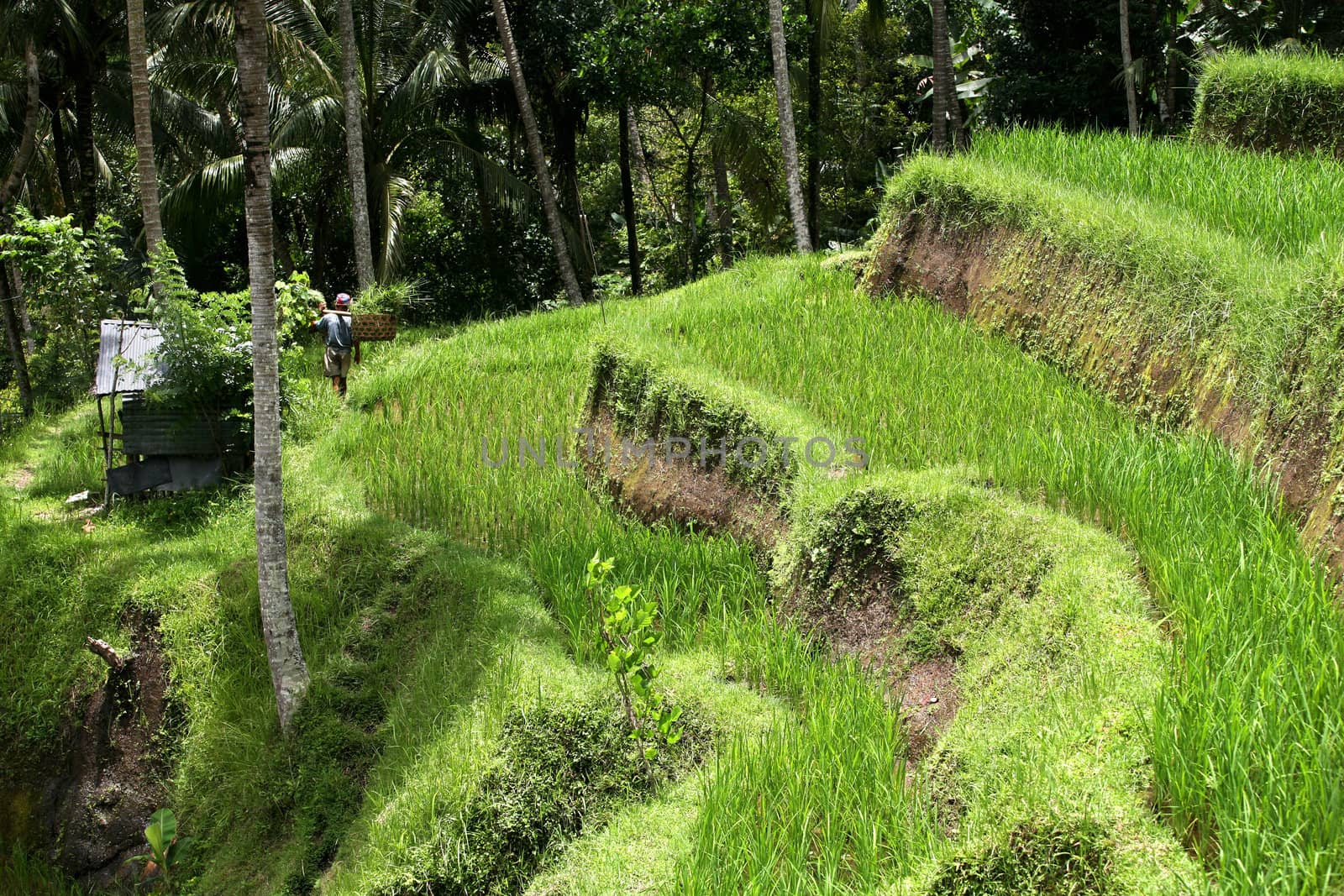 The man with the baskets filled with a grass. Bali. Indonesia