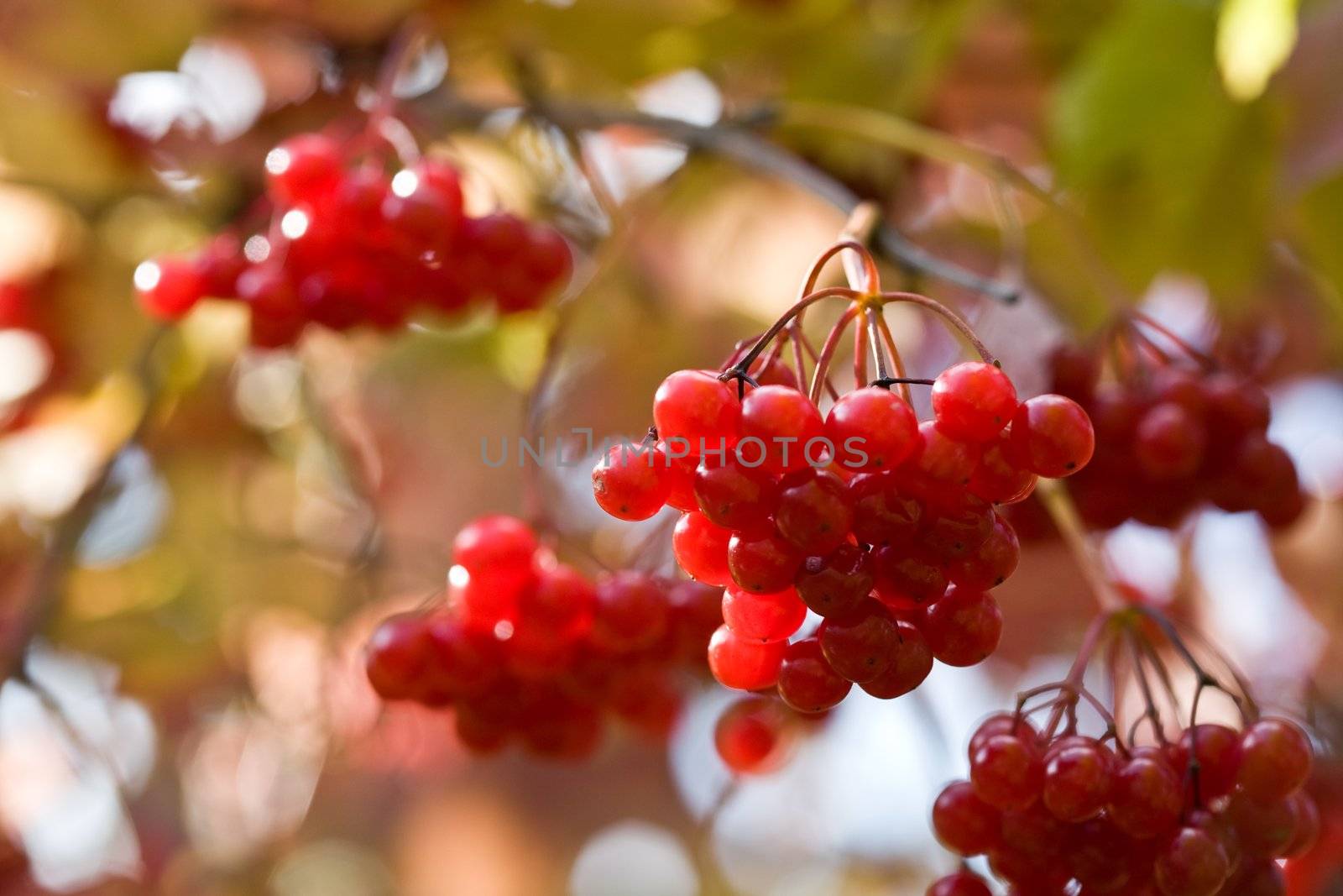 close up of snowball tree with ripe red berry