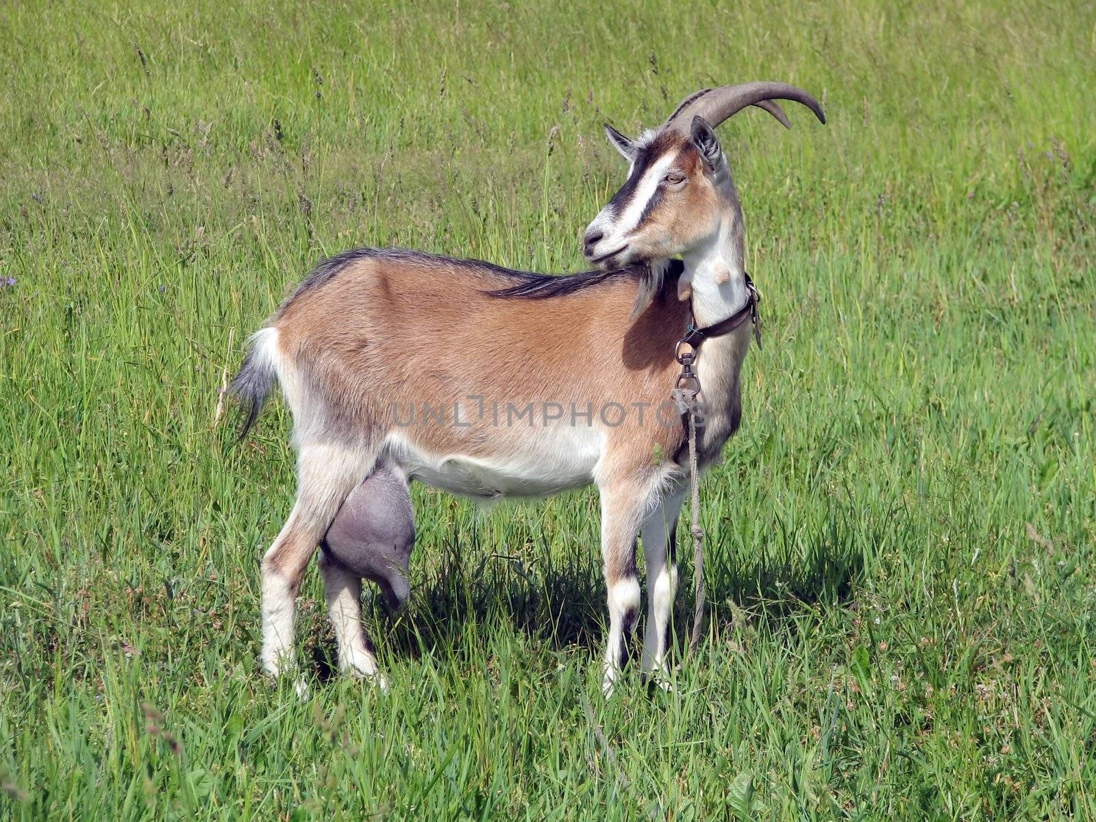 slim she-goat on a green grass