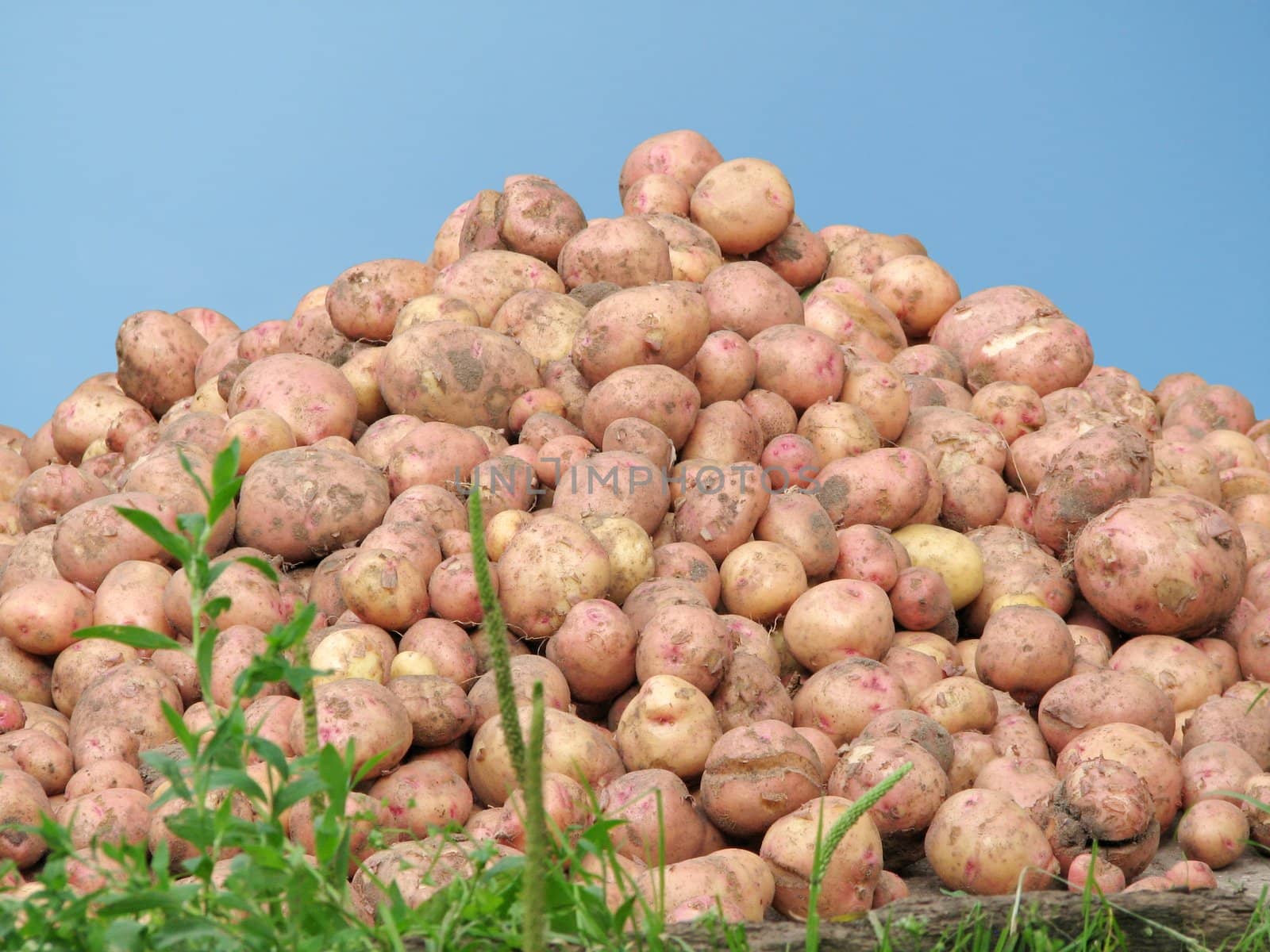 Mountain of a potato on a background of the dark blue sky