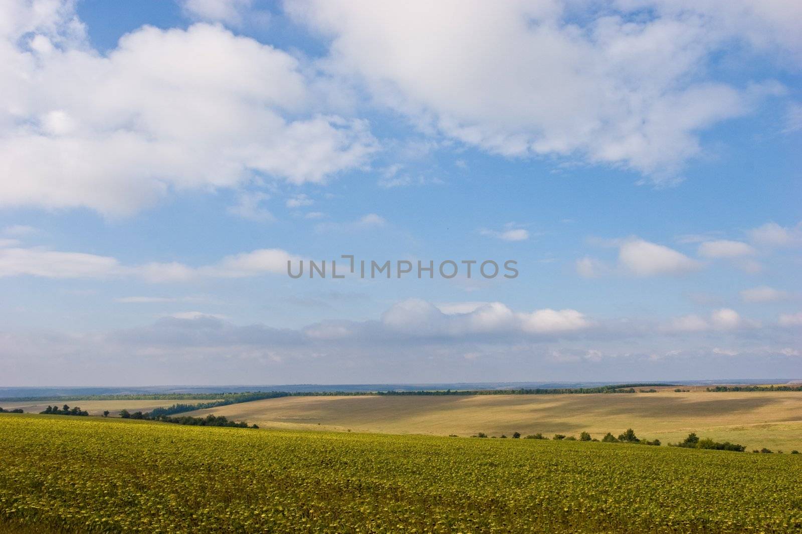 rural view series: field on hill's field landscape