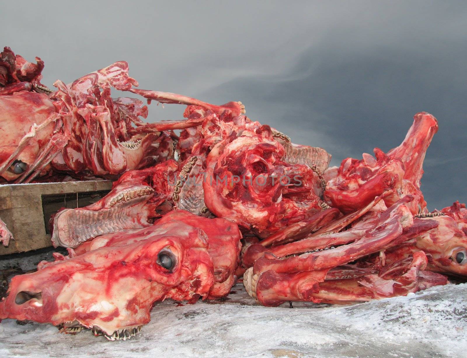 The big heap of bones on a slaughterhouse.