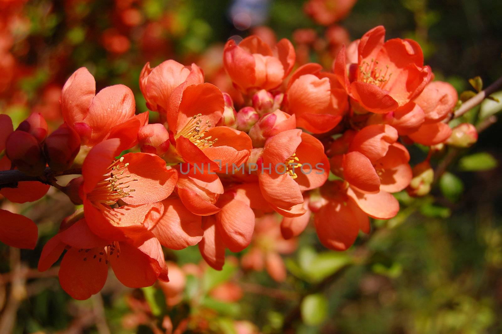 branch of pink orange quince blooming