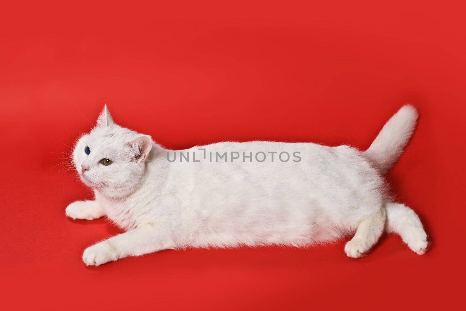 funnny white cat on the red background