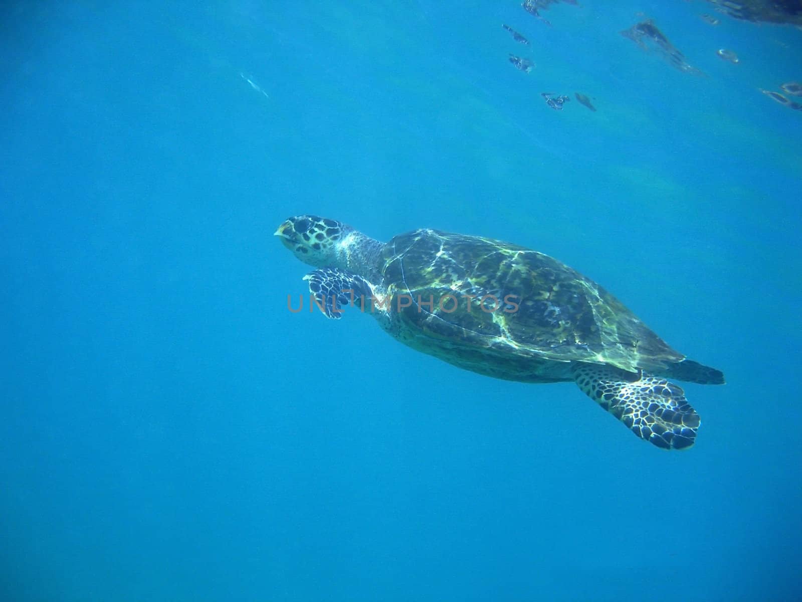 A sea turtle quietly swimming.