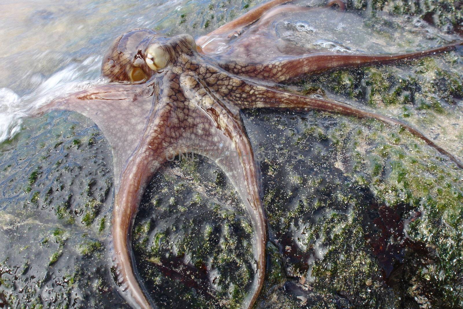 An Octopus, spread on a rock, resting.