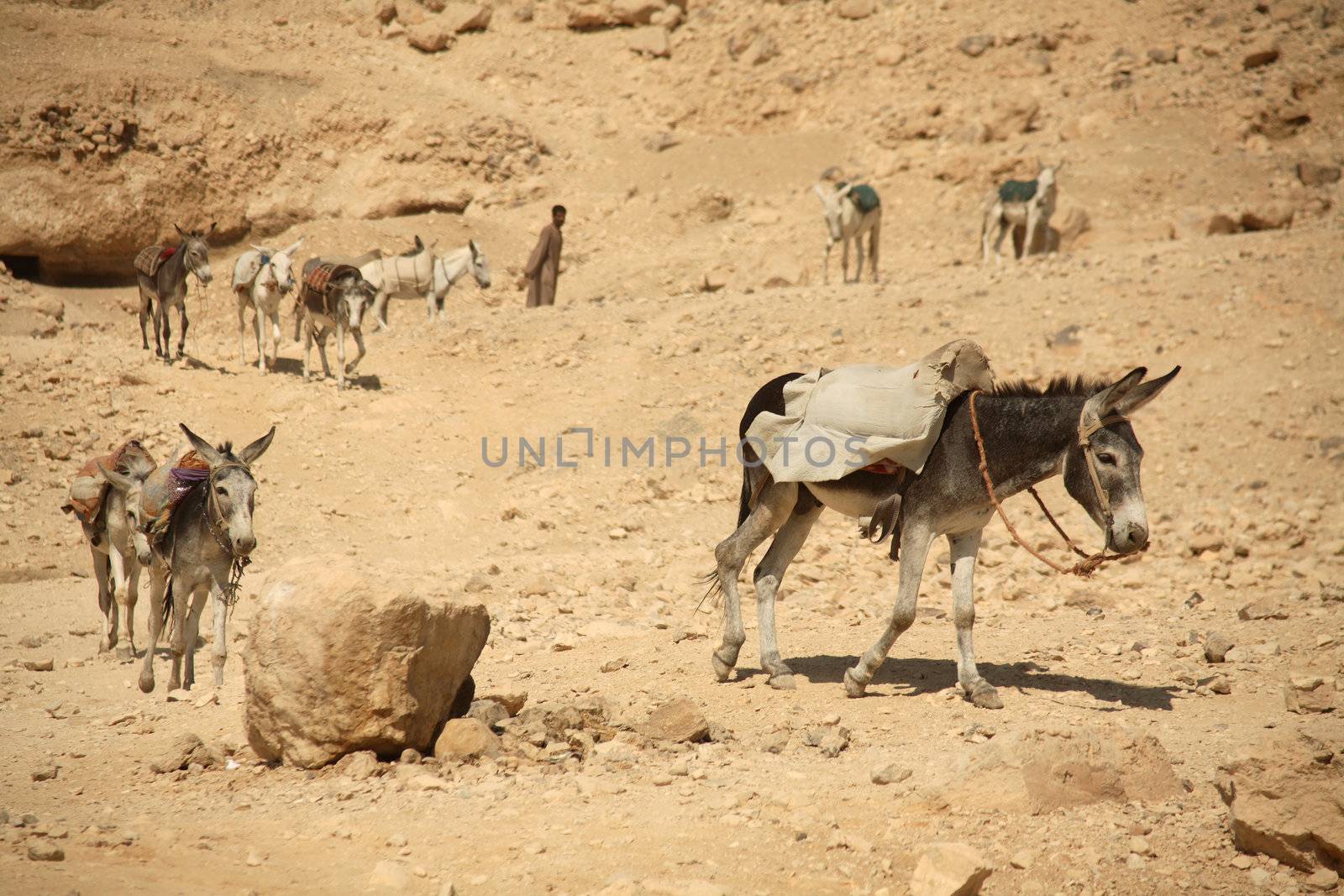 A line of donkeys working hard near a temple in Luxor - Egypt.