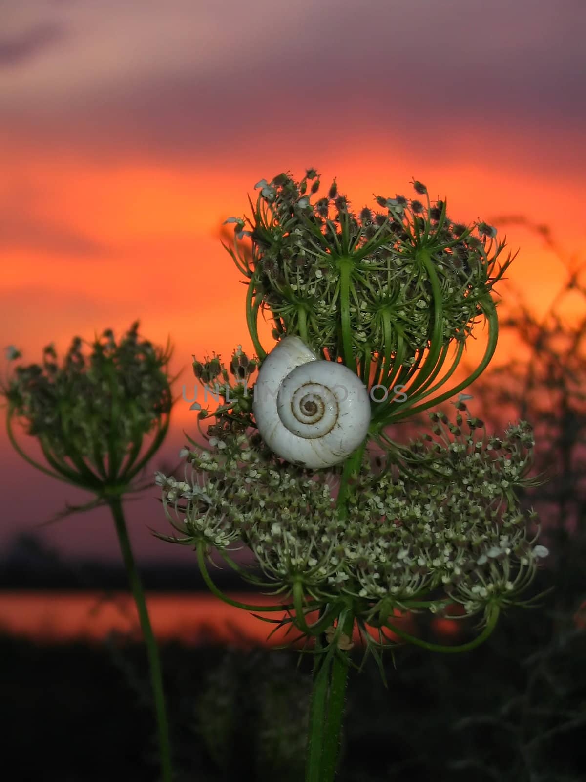 Snail on sundown