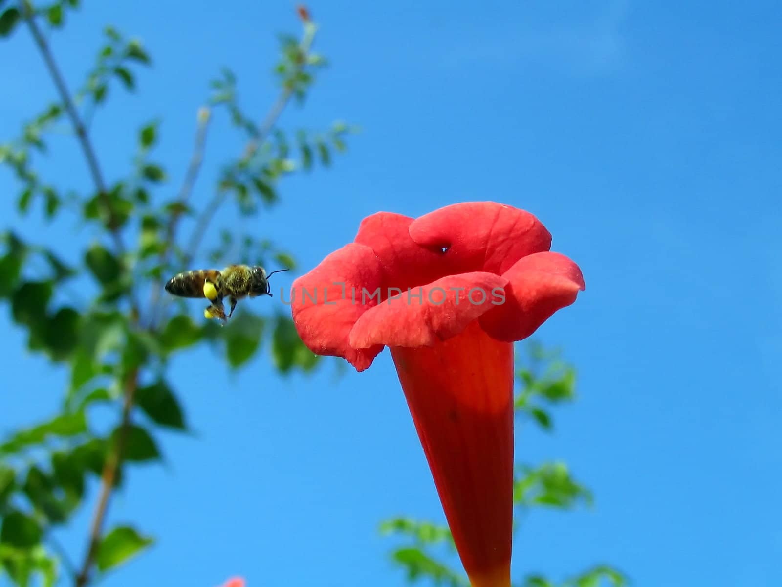 Bee flies to red flower
