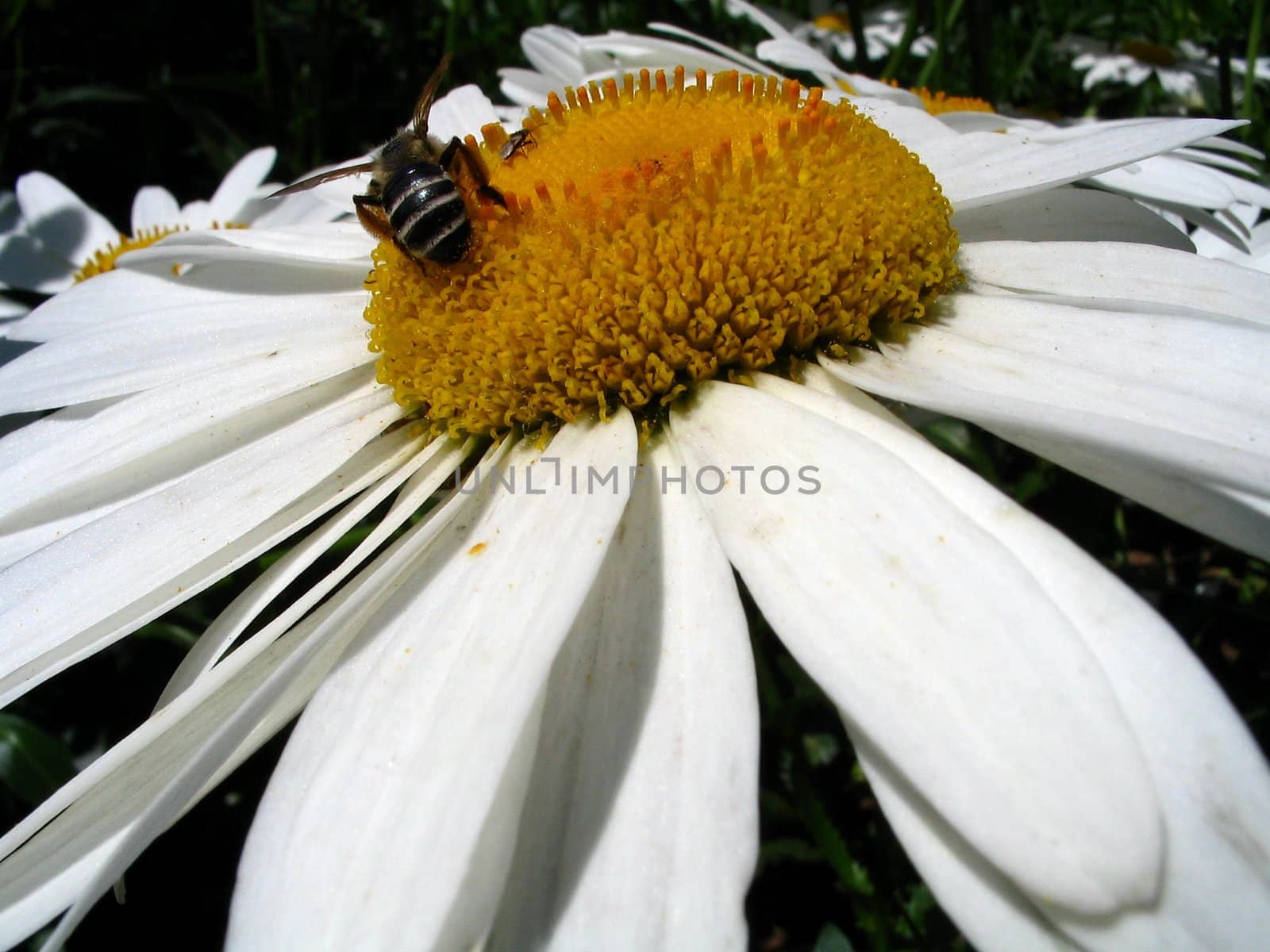 Daisywheel with bumblebee close-up