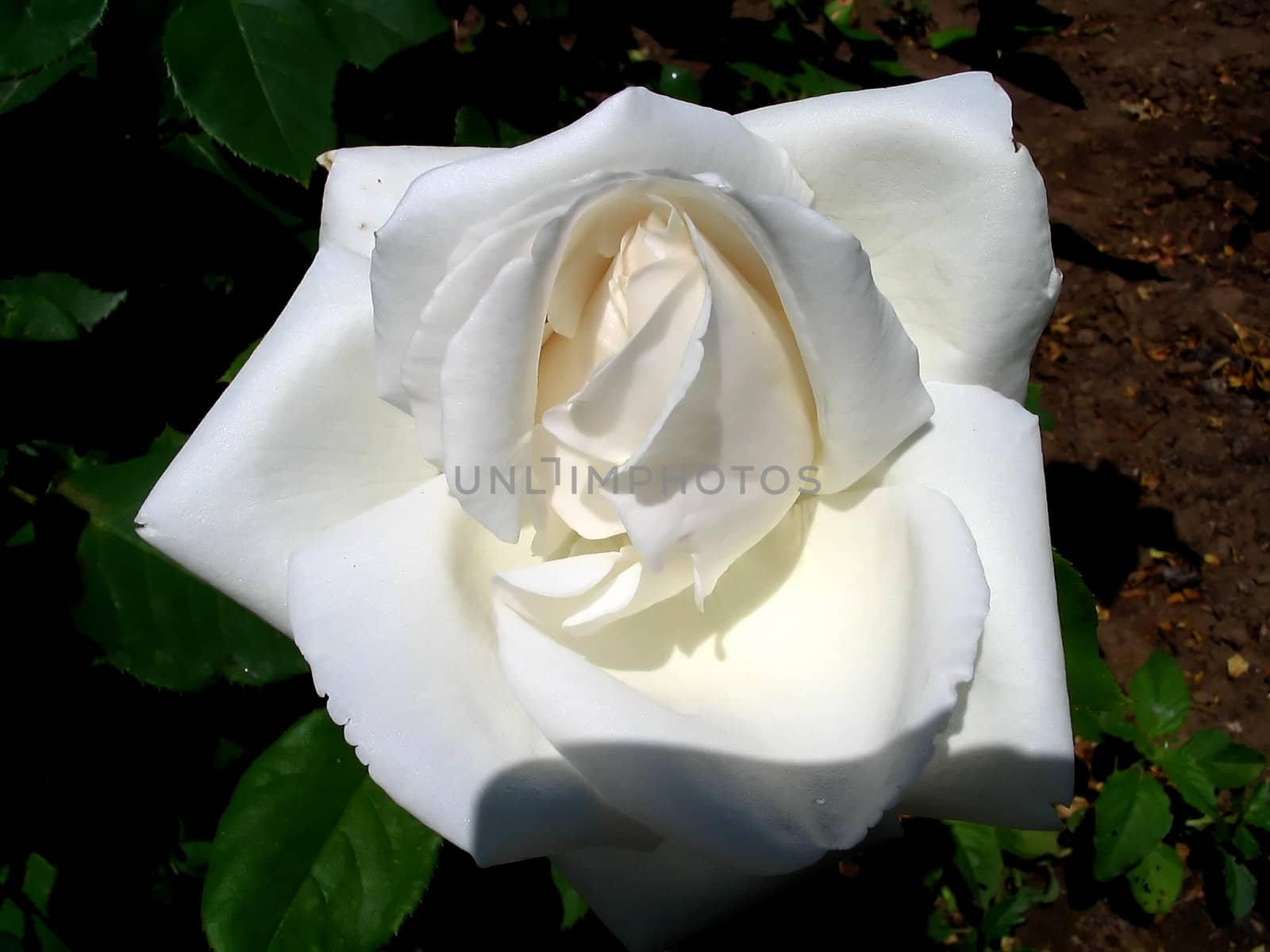 Bud of white  roses